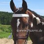 Tennessee_Walking_Horse154(18)