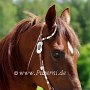 Tennessee_Walking_Horse154(2)