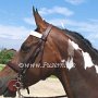 Tennessee_Walking_Horse154(20)