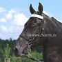 Tennessee_Walking_Horse154(4)