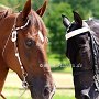 Tennessee_Walking_Horse154(7)