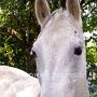 Tennessee_Walking_Horse17