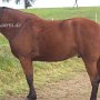 Tennessee_Walking_Horse22