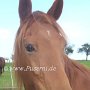 Tennessee_Walking_Horse25