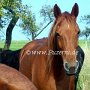 Tennessee_Walking_Horse40