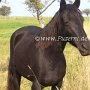 Tennessee_Walking_Horse41