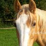 Tennessee_Walking_Horse54