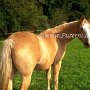 Tennessee_Walking_Horse55