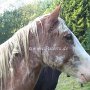 Tennessee_Walking_Horse63