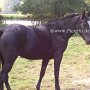 Tennessee_Walking_Horse76