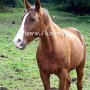 Tennessee_Walking_Horse82