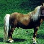 Toy_Horse1(3)