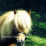 Toy_Horse1(5)