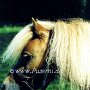 Toy_Horse1(6)