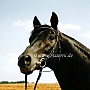 Trakehner05