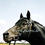 Trakehner06