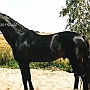 Trakehner09