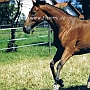 Trakehner10(2)