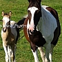 Trakehner34(17)