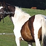 Trakehner35(70)