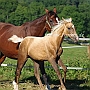 Trakehner35(87)