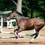 Tschechisches_Warmblut1(10)