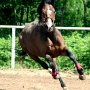 Tschechisches_Warmblut1(13)