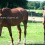 Tschechisches_Warmblut1(5)