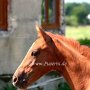 Tschechisches_Warmblut1(7)