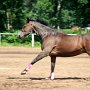 Tschechisches_Warmblut1(9)