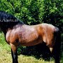 Welsh_Pony_B2(1)