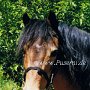 Welsh_Pony_B2(3)