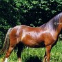 Welsh_Pony_B2(4)