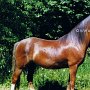 Welsh_Pony_B2(5)