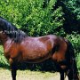 Welsh_Pony_im_Cob_Typ_C1(1)