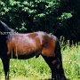 Welsh_Pony_im_Cob_Typ_C1(2)