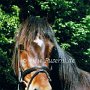 Welsh_Pony_im_Cob_Typ_C1(3)