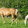 Zweibruecker_Warmblut2(1)