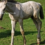 Zweibruecker_Warmblut4(17)