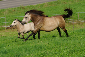 Bosnisches Gebirgspferd1(117)