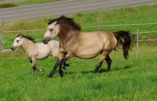 Bosnisches Gebirgspferd1(118)