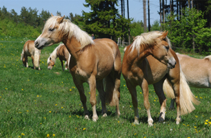 Haflinger35(36)