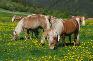 Haflinger35(74)