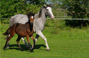 Spanish Mustang1(10)