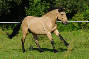 Spanish Mustang1(74)