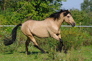 Spanish Mustang1(87)