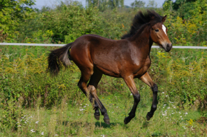 Spanish Mustang1(88)