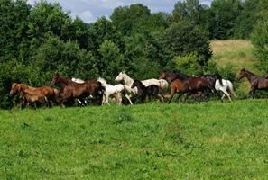 Aegidienberger+Am Saddlebred Horse1(10)