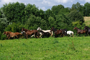 Aegidienberger+Am Saddlebred Horse1(11)