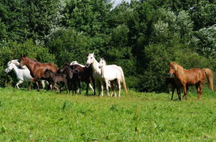 Aegidienberger+Am Saddlebred Horse1(12)